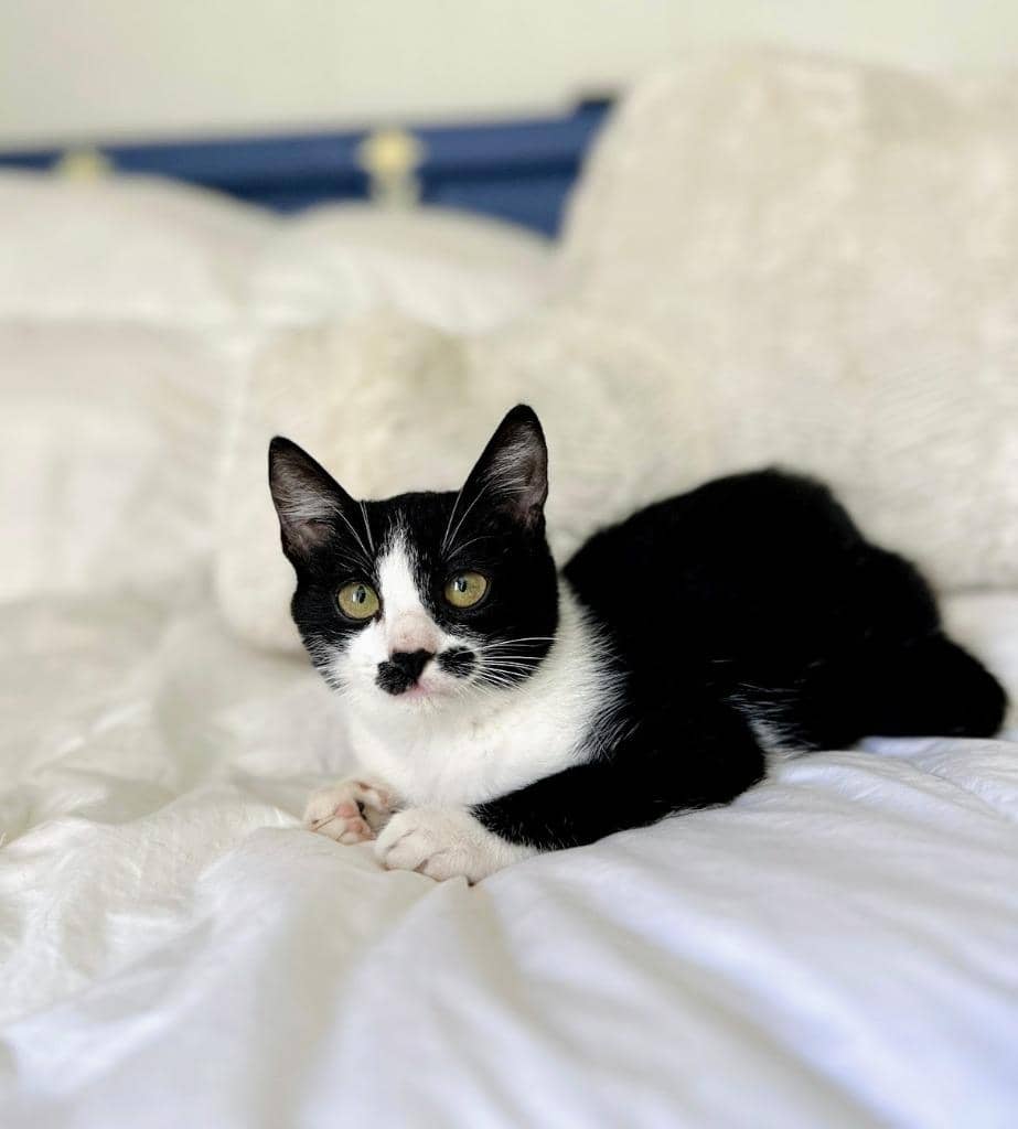 Maisy