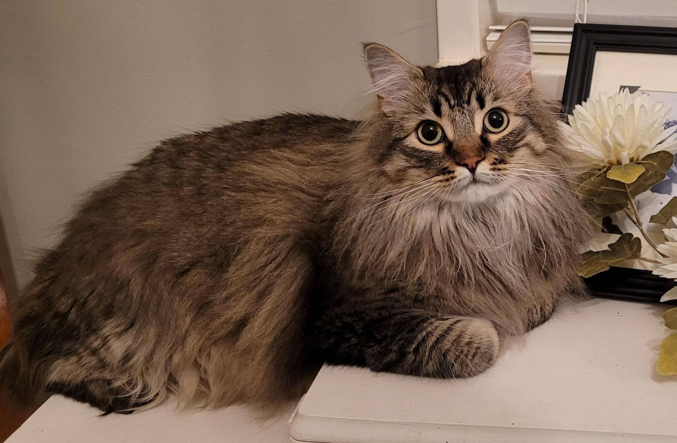Mala