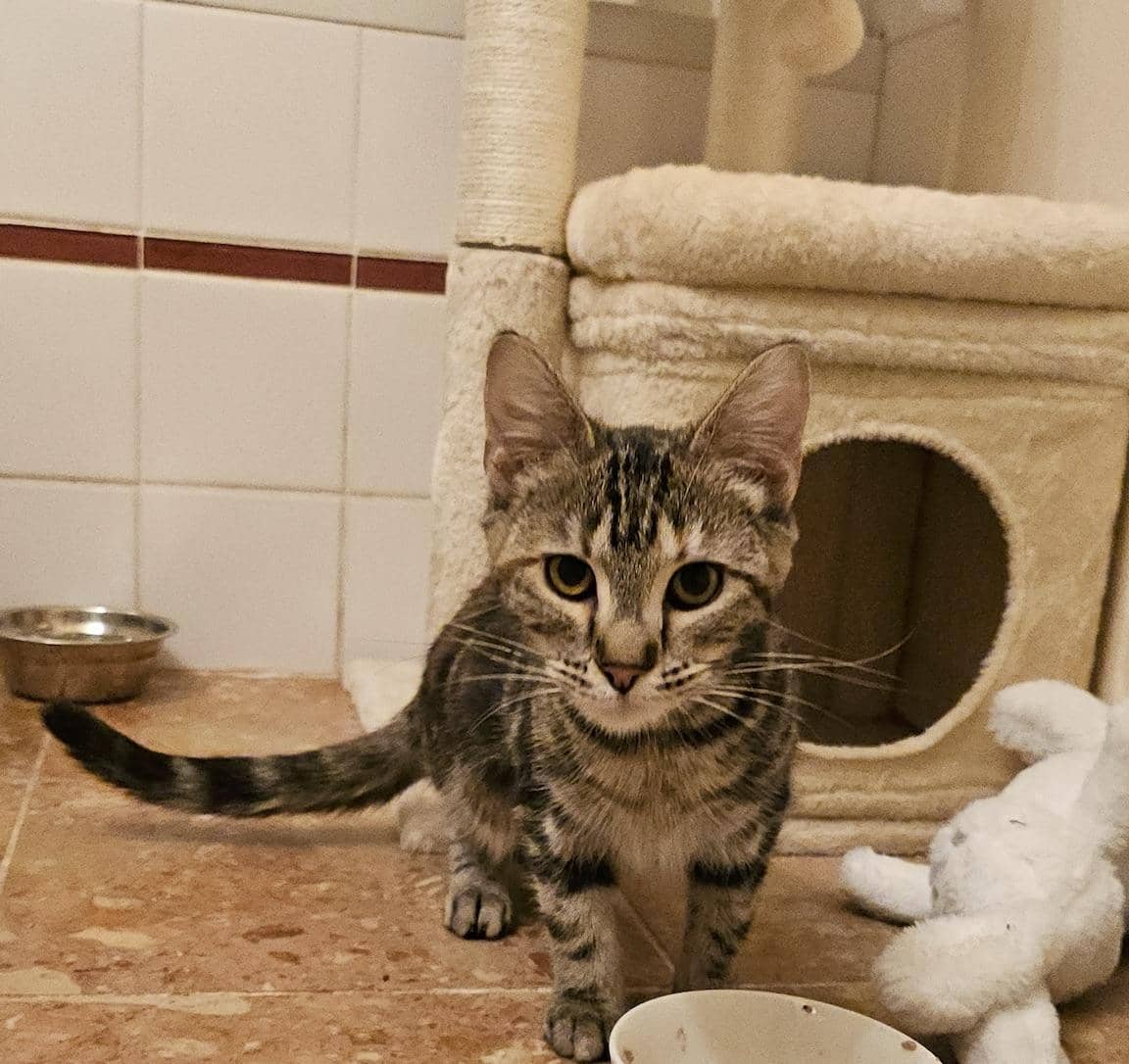 Maple - New Photos and Bio*