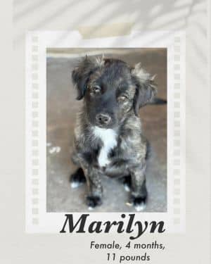 Marilyn