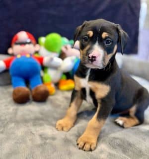 Mario