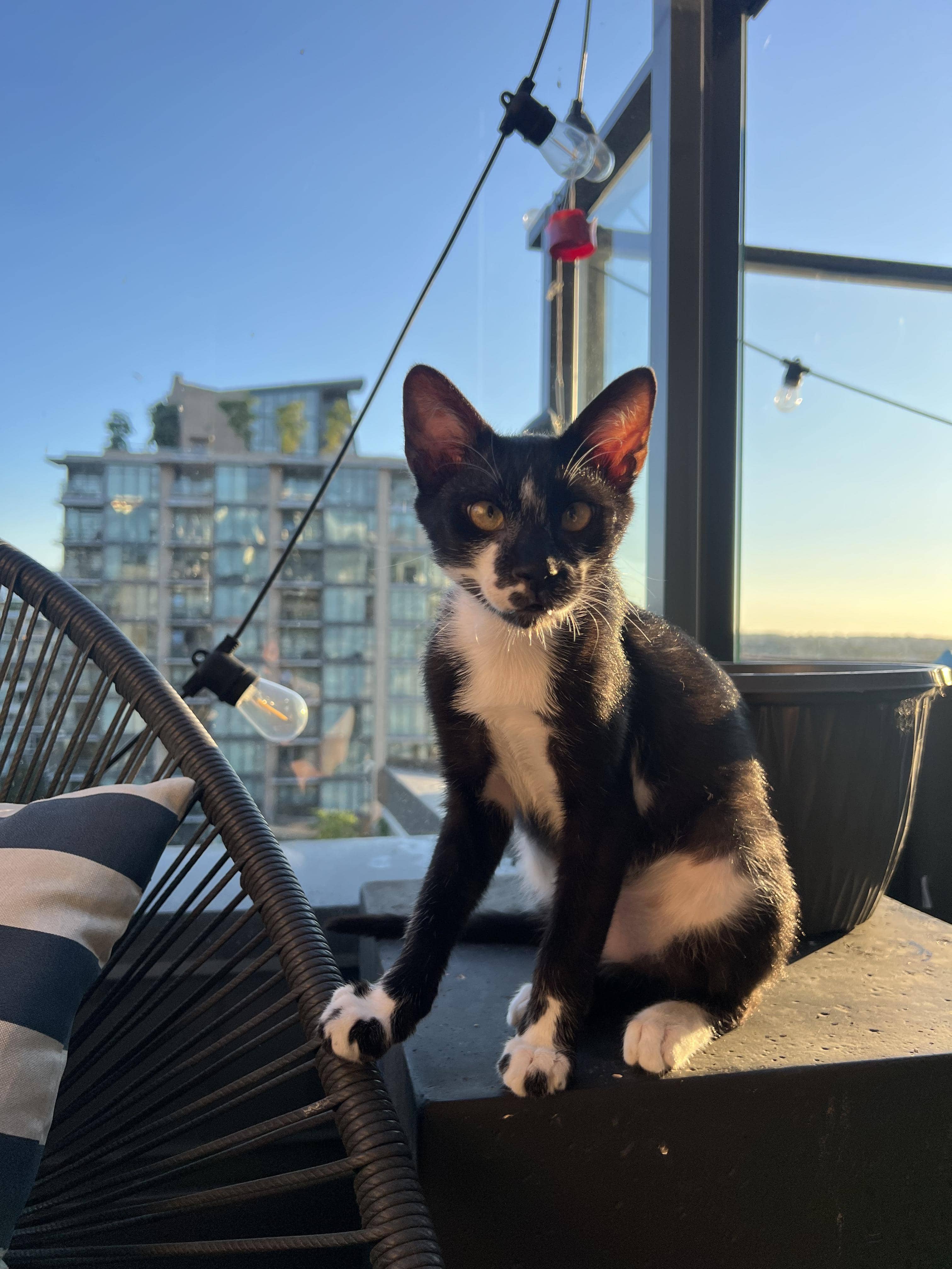 Marko - Bonded to Apo