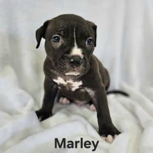 Marley