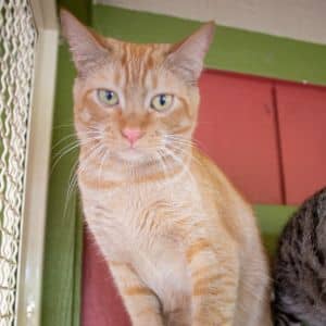 Marmalade