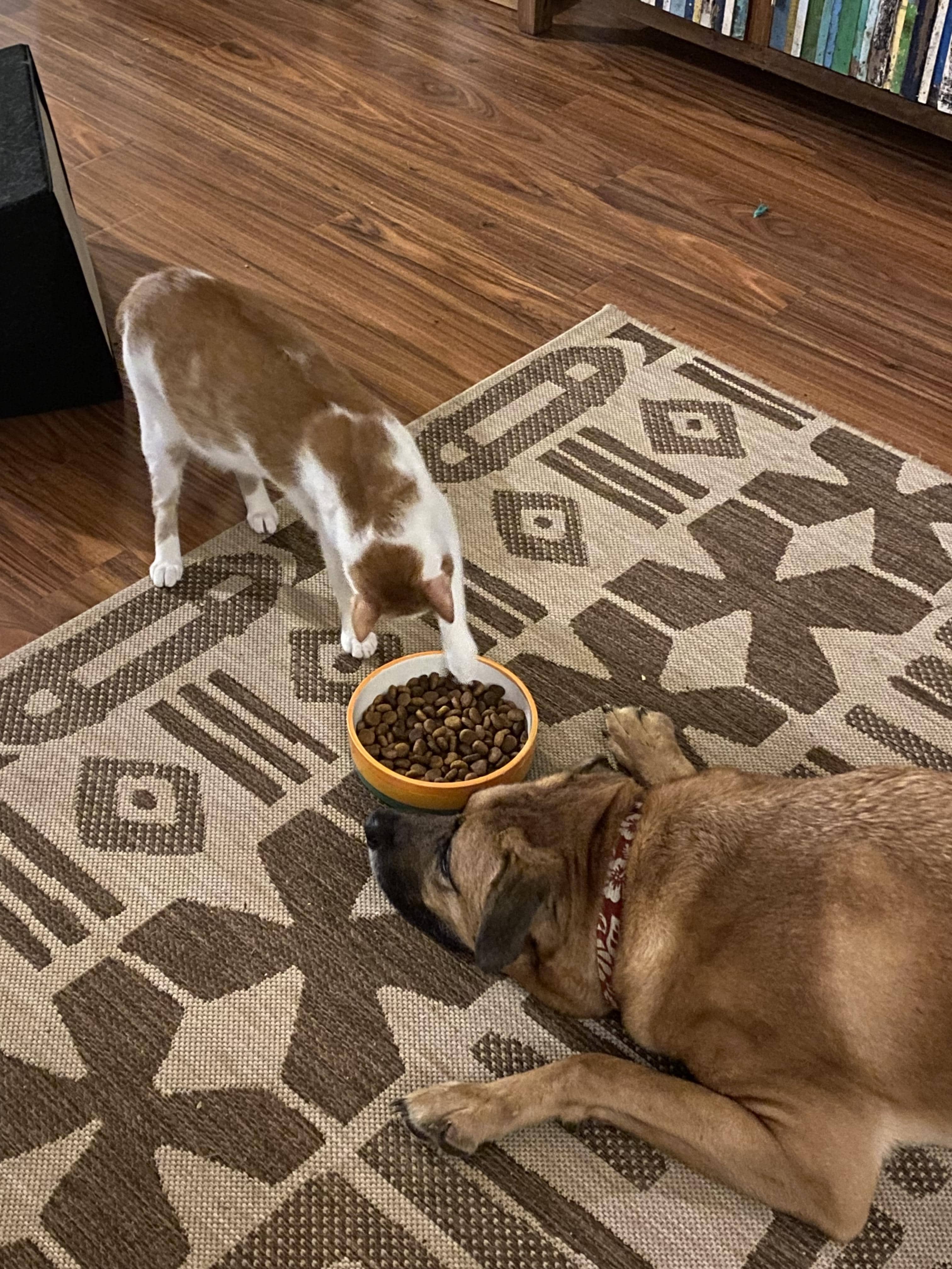 Marmalade & Cheetah