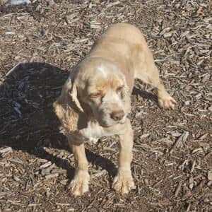 Maya ***FOSTER NEEDED***
