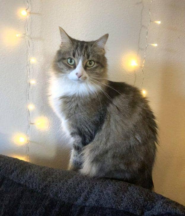 Meow