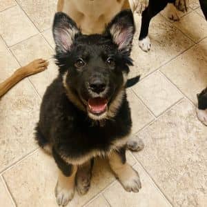 Midge - AVAILABLE