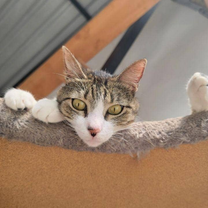Mili