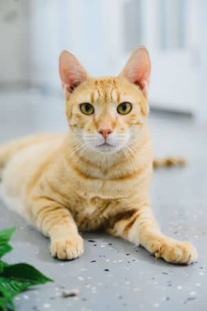 Milo