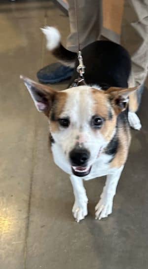 Miss Fancy has Faith 60825