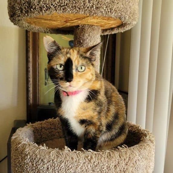 Miss Kitty