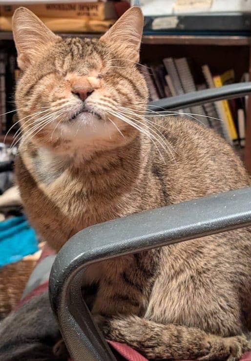 Mister Lulu