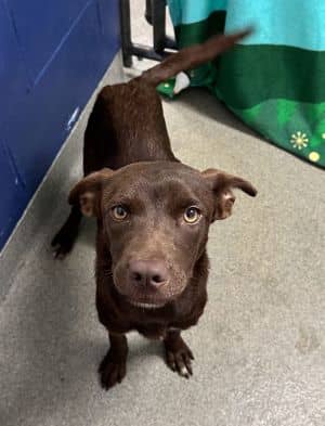 Mocha - 9 months old