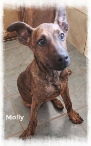 Molly