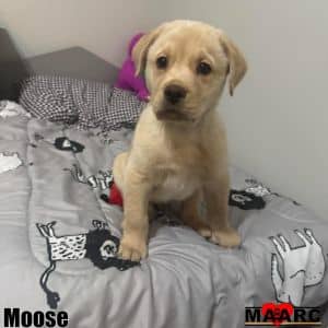 Moose
