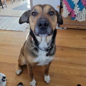 Moxie