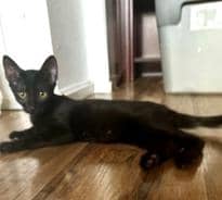 Mr. Bojangles