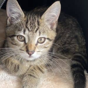 Muffin (COH-A-63328)