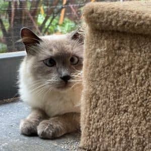 Murphy (COH-A-63366)