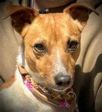 Murray JRT