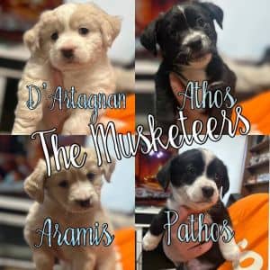 Muskateers Litter