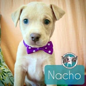 Nacho AveragePup ButBetter