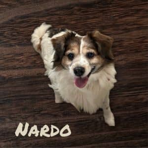 Nardo