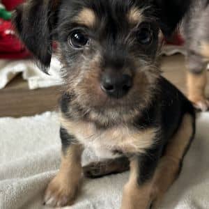 Nash (M)