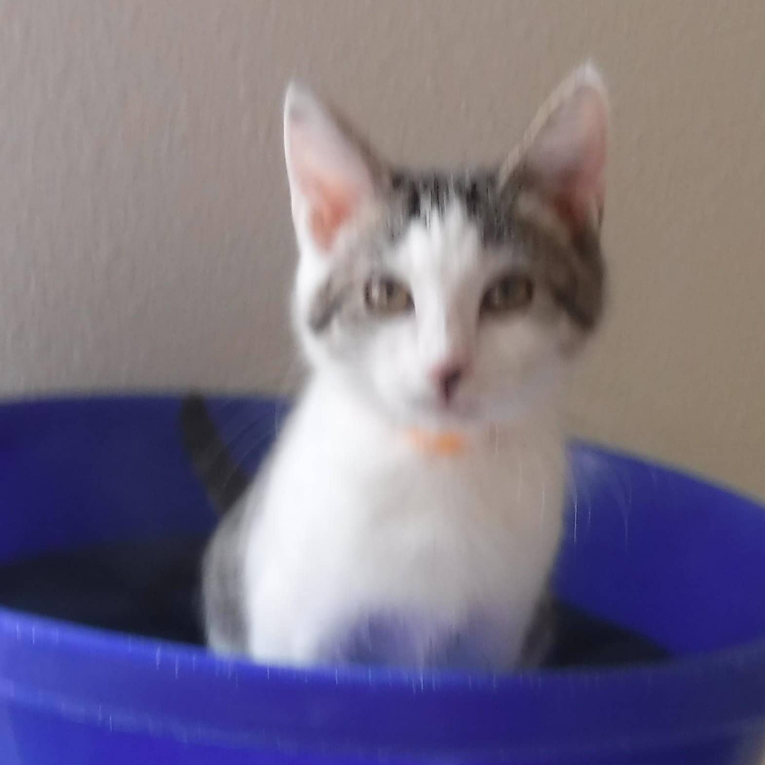 Nellie - Cute and Friendly