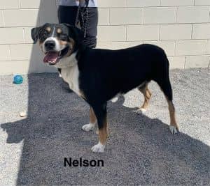 Nelson