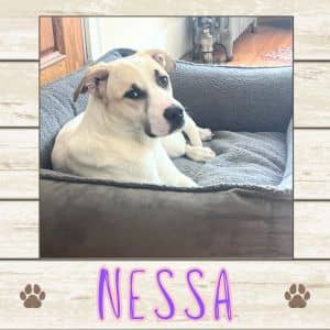 Nessa