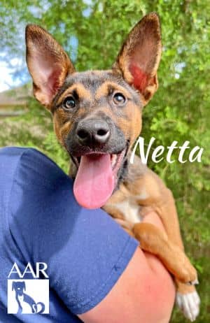 Netta
