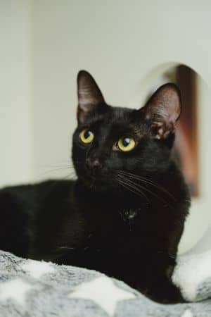 Night Fury!