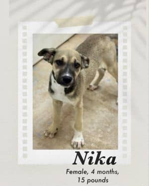 Nika