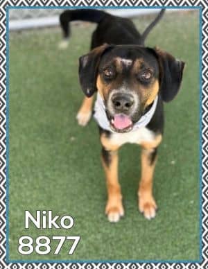 Niko (58)