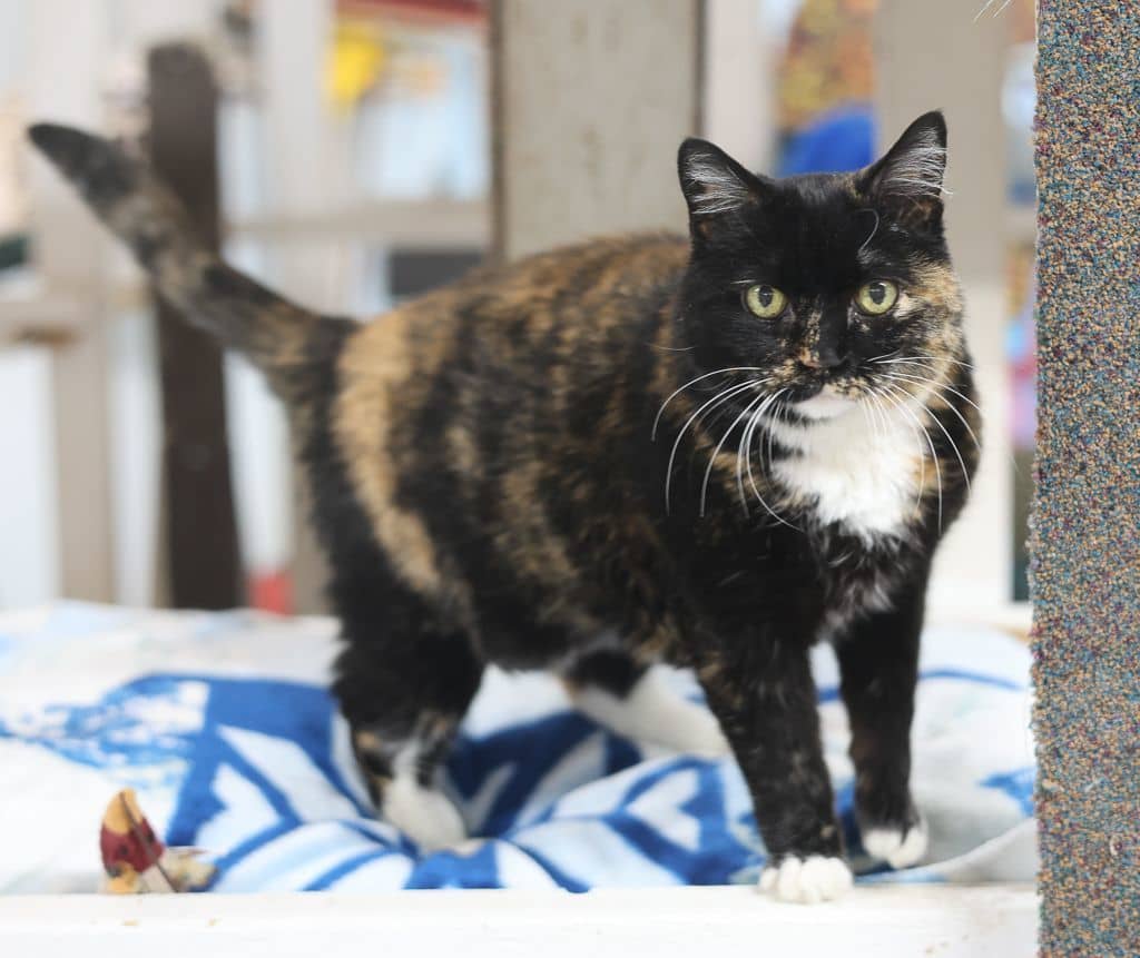 Noel-Early CKD; Hyperthyroidism