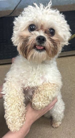 Noodle - ADOPTED!