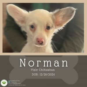 Norman