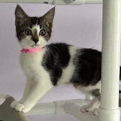 Nyla - Affectionate and Fun