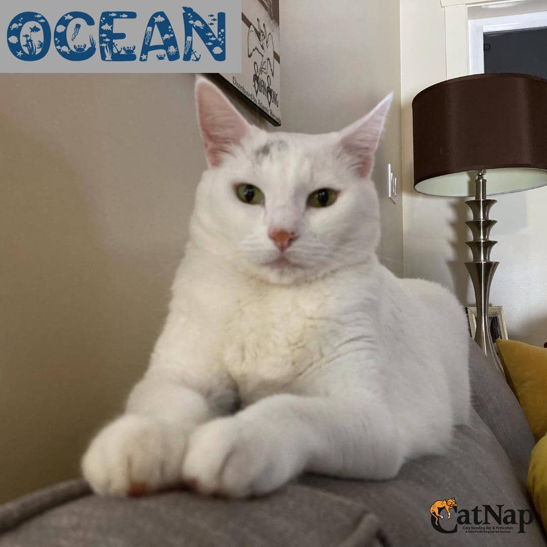 Ocean