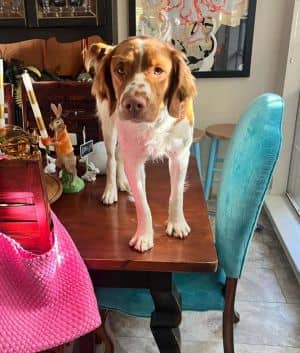 OK/Ryder Lee (Adoption Pending)