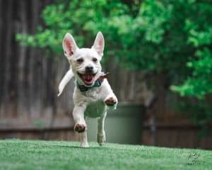 Ollie