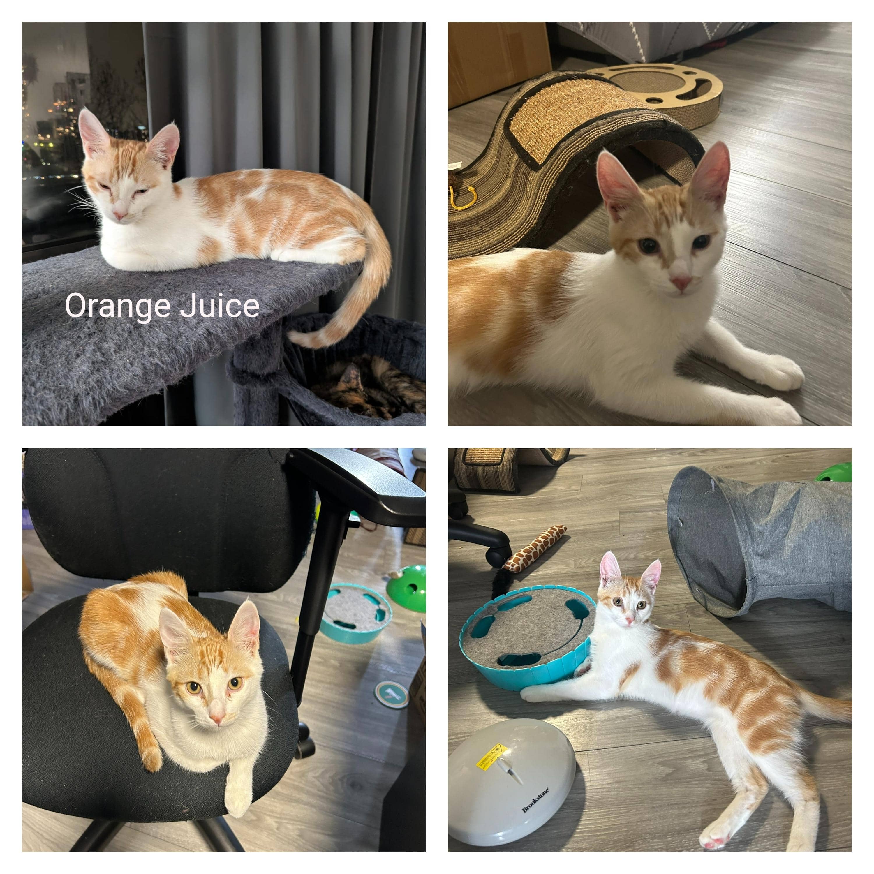 Orange Juice