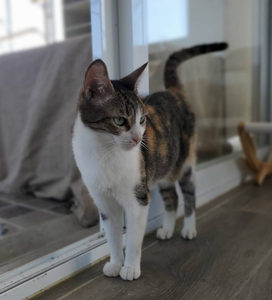 Ori