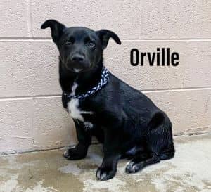 Orville
