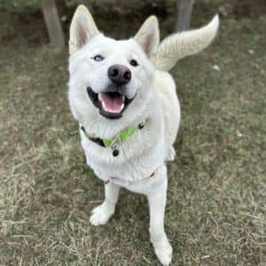 Ouija - Adoption Pending