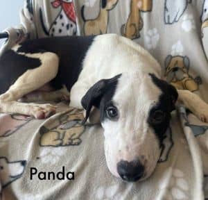 Panda