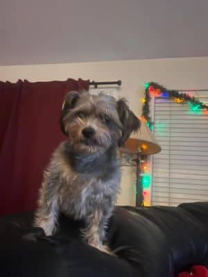 PEANUT