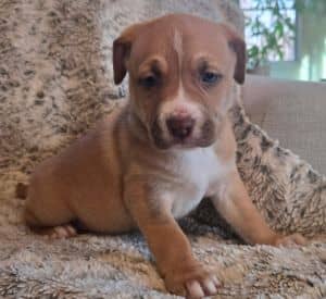 Peanut